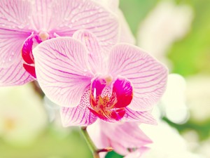 Orchidée-rose.jpg